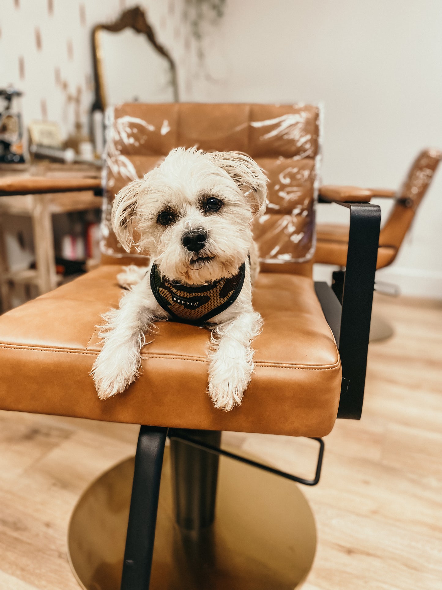 The THEODORE Shirt-Black